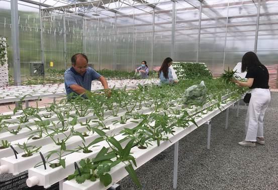 园林系教工党支部开展 学习花 菜 药栽培新技术 助推乡村振兴 主题党日活动 园林系