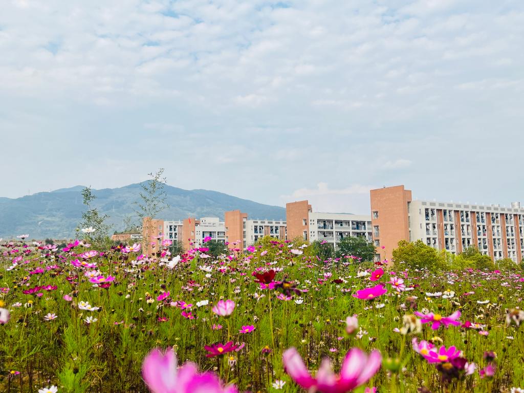 格桑花