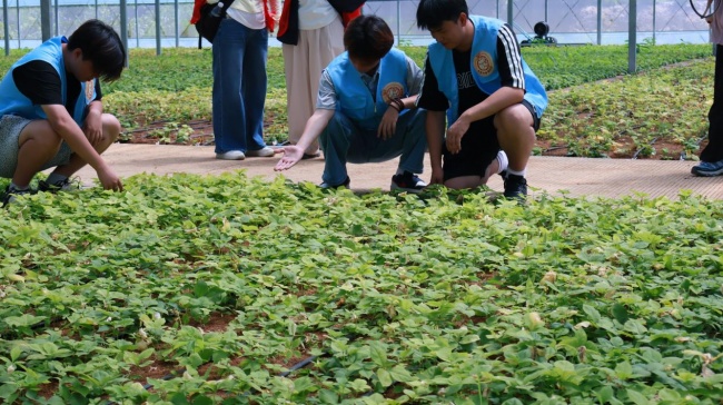 园林青年赴柘荣: 数智文商旅赋能太子参产业振兴